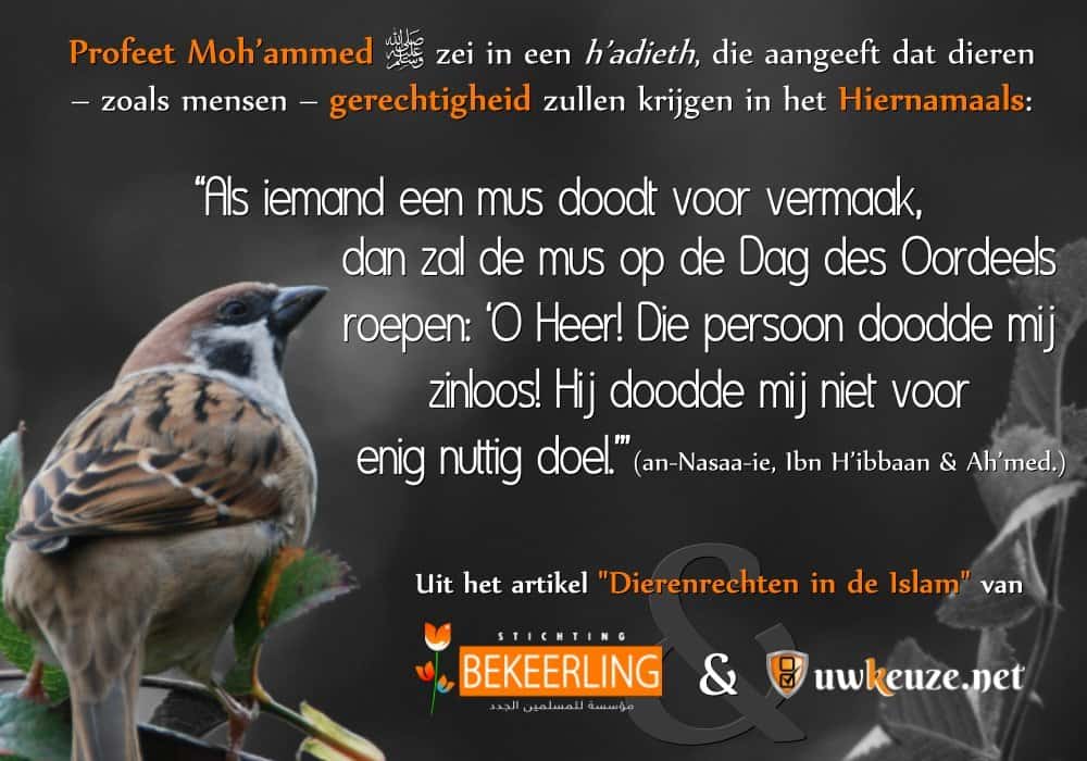 Dierenrechten